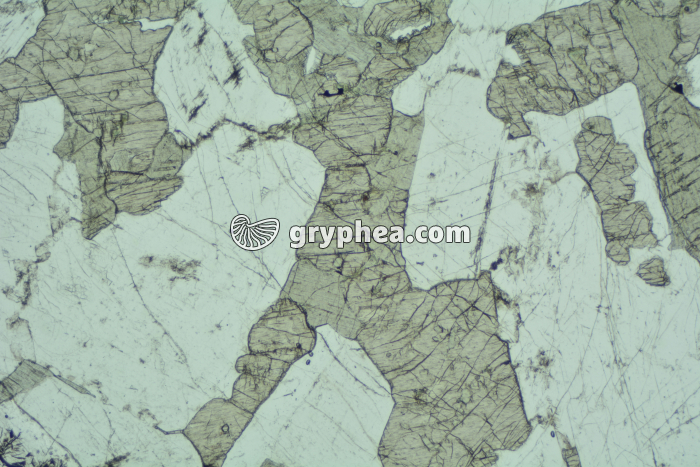 Gabbro LPNA x6,3 - gryphea.com